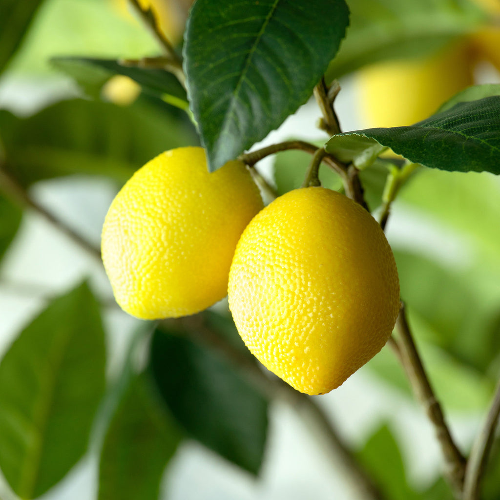 Lemon Tree in Plastic Pot