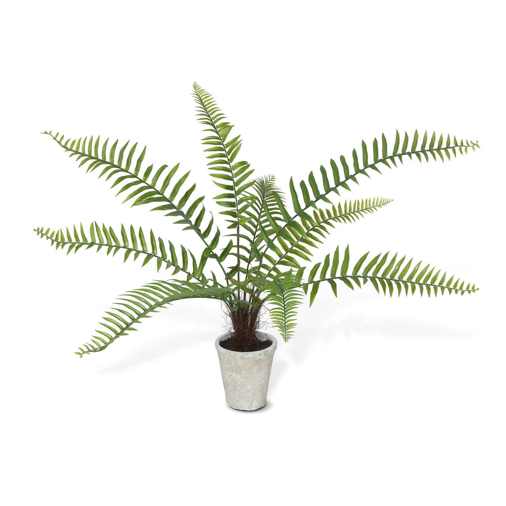 Flat Fern, Potted