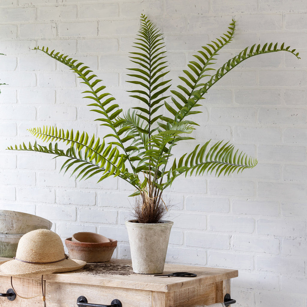 Flat Fern, Potted