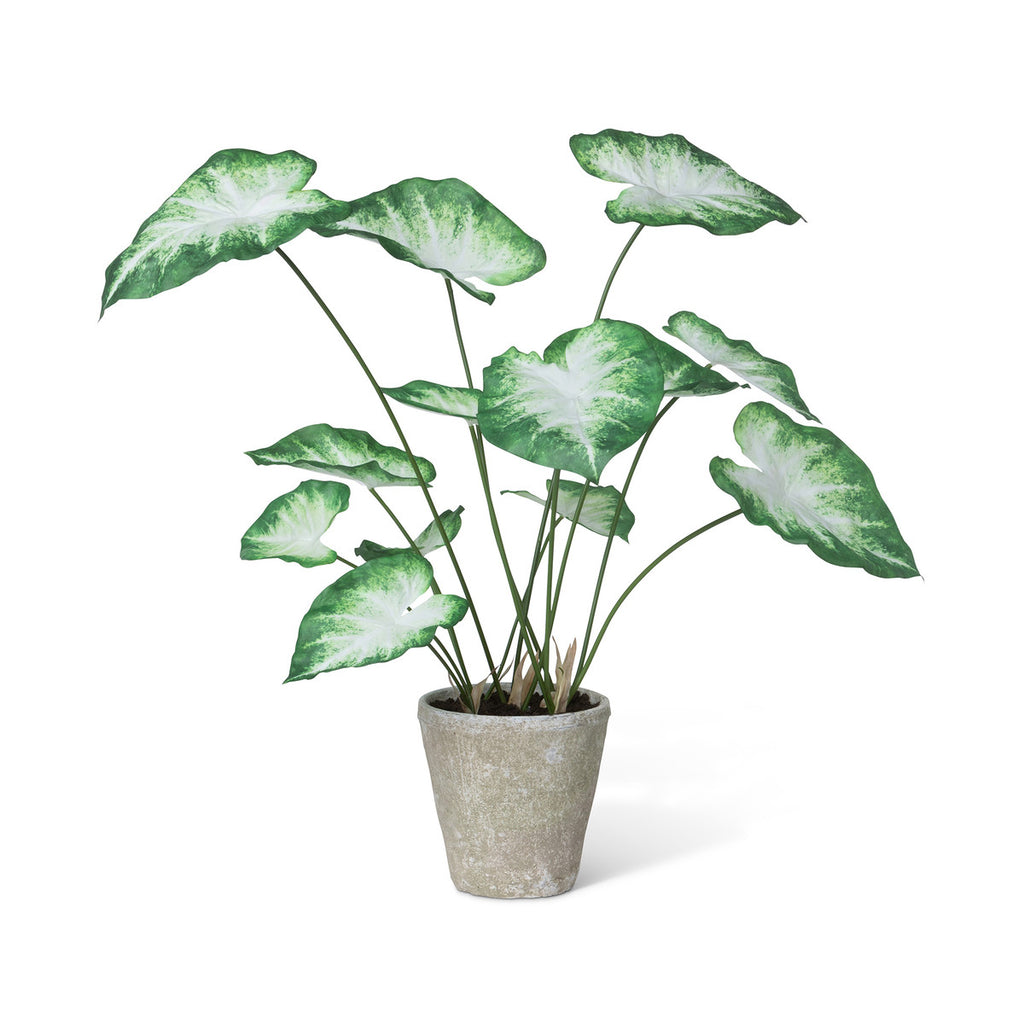 Caladium, Potted, Green White