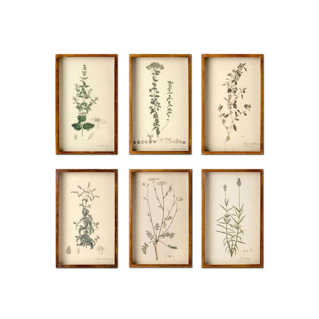 Collected Botanical Framed Prints, Set of 6