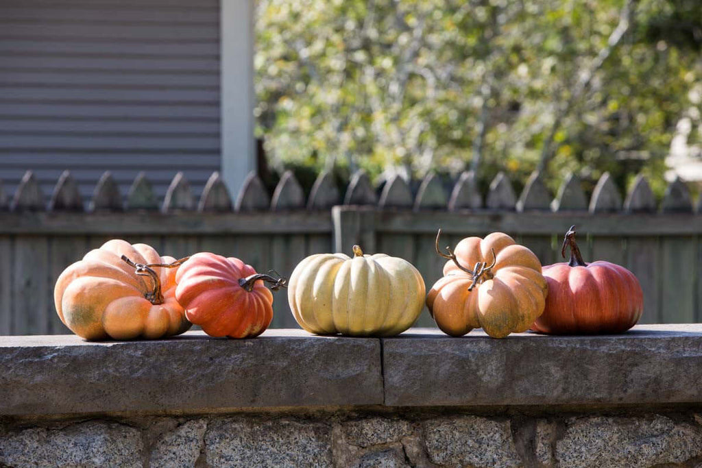 Kentucky Field Pumpkin Collection, Set of 5, Assorted Styles