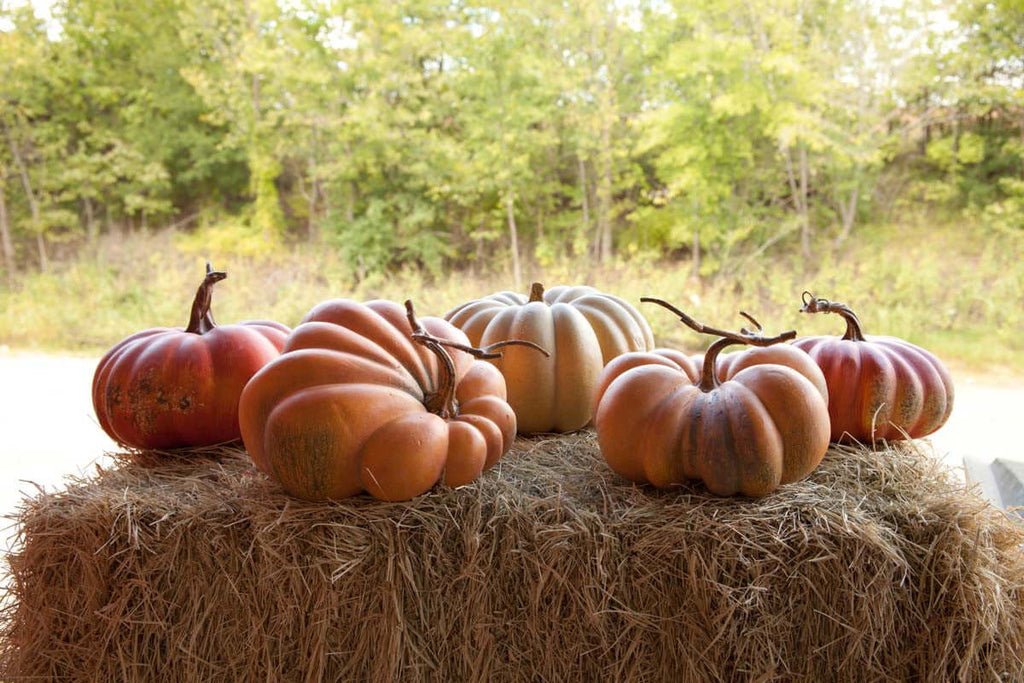 Kentucky Field Pumpkin Collection, Set of 5, Assorted Styles