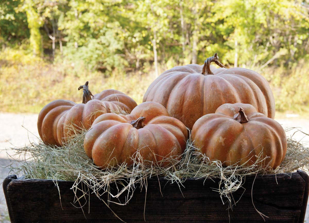 Big Papa Pumpkin