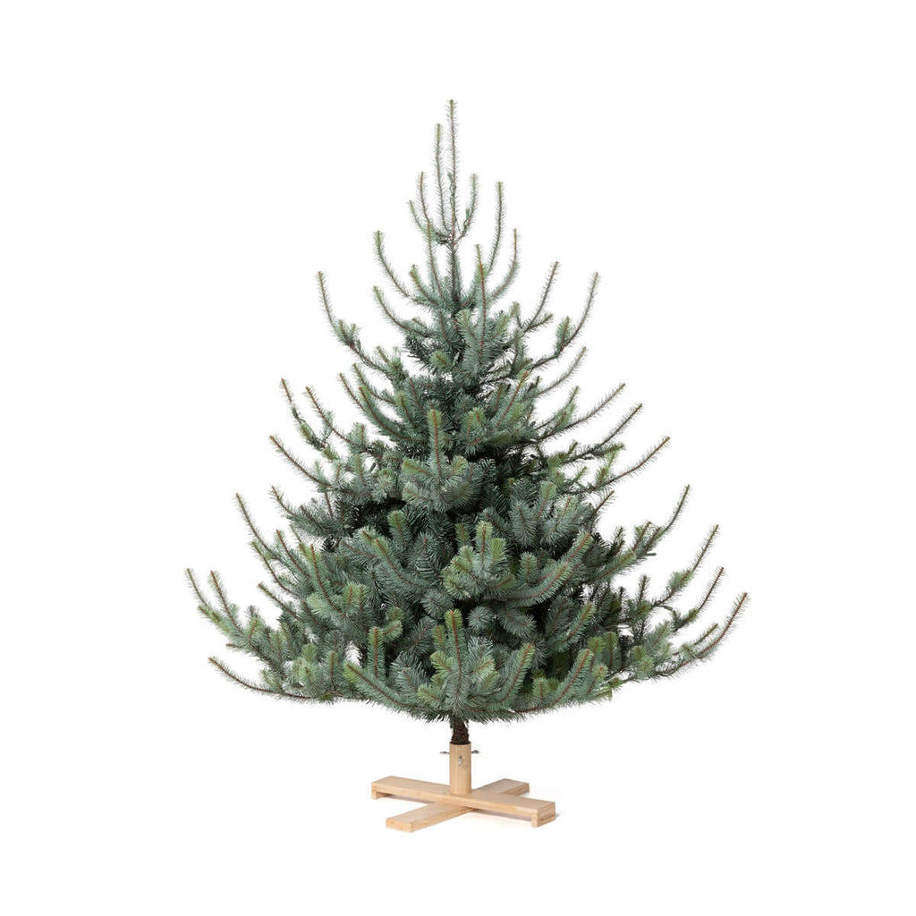 Park Hill Blue Spruce Christmas Tree, 5.5' Tree Lot