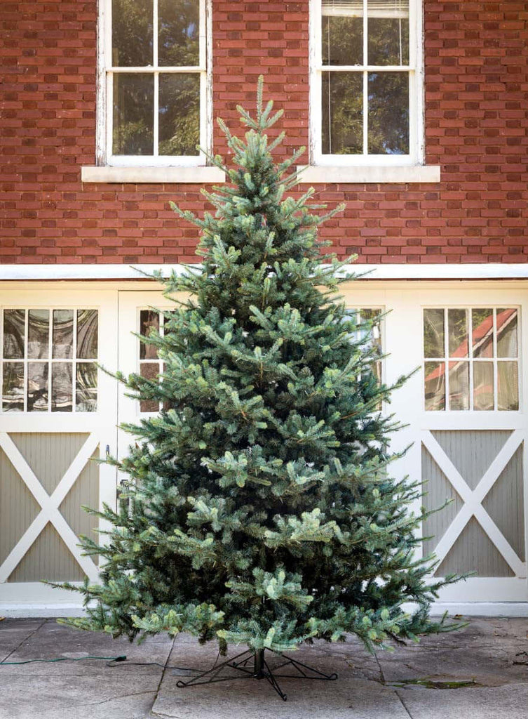 Park Hill Blue Spruce Christmas Tree, 12'