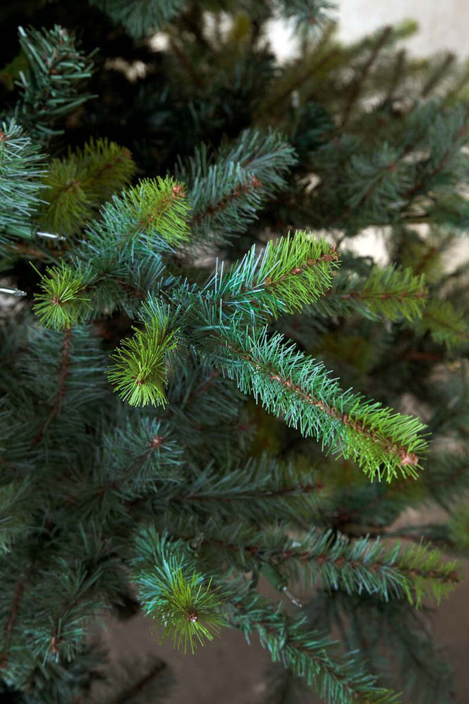 Park Hill Blue Spruce Christmas Tree, 12'